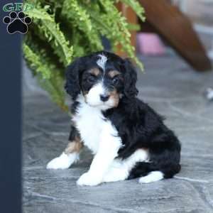 Saylor, Cavapoo Puppy